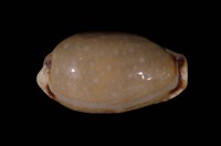 藏品(梨皮寶螺)的圖片